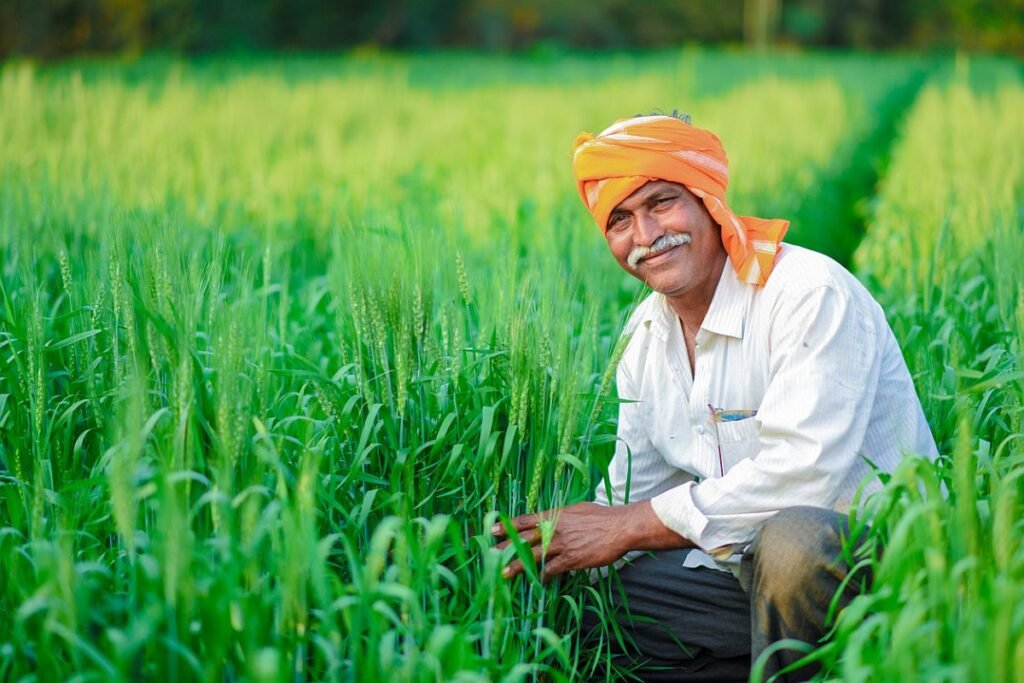 indian farmer holding crop plant in his wheat field